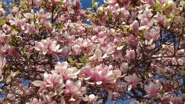 Albero di Magnolia — Video Stock