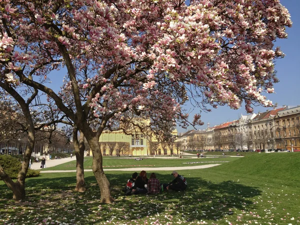 Pavillon d'art à Zagreb à partir de dessous le magnolia — Photo