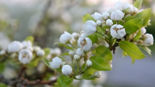 Ramo di ciliegio in fiore — Video Stock