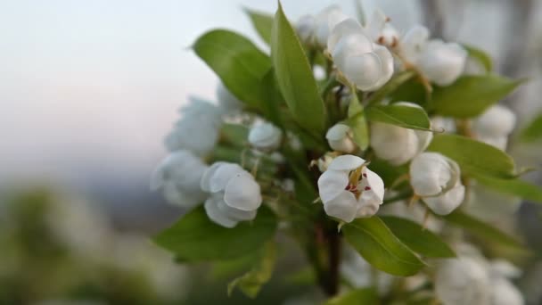 Ramo di ciliegio in fiore — Video Stock