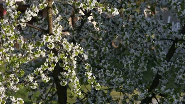 Cerisier en fleurs
