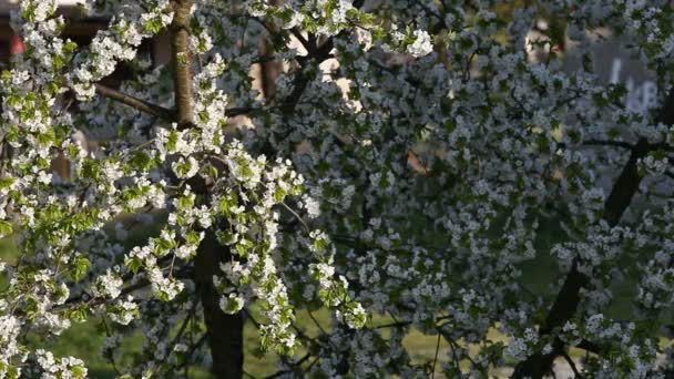 Blooming Cherry tree — Stock Video