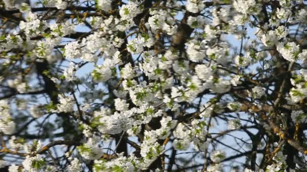 Kirschbaum in voller Blüte — Stockvideo