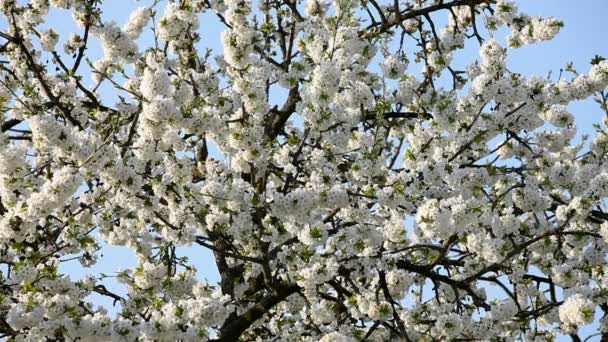 Cherry tree in bloom — Stock Video