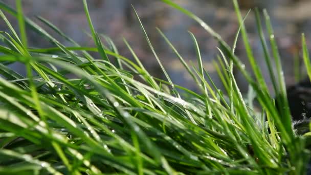 Grass sprinkled with spring water — Stock Video