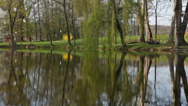 Luznica Lake and Forest — Stock Video