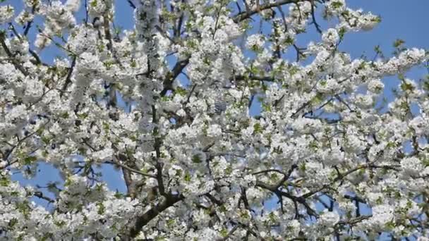 Kirschbaum in voller Blüte — Stockvideo