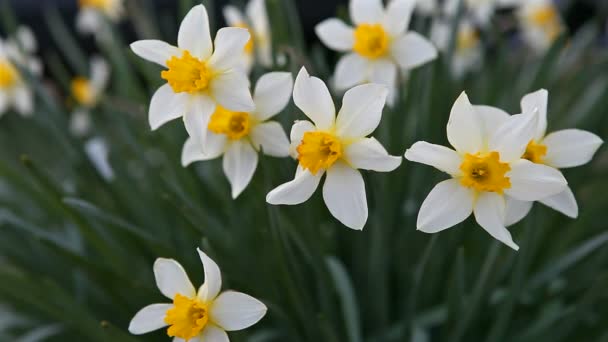 Narcisos — Vídeos de Stock