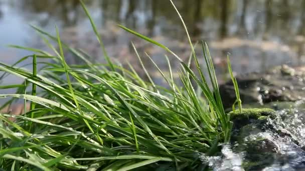 Grass sprinkled with spring water — Stock Video
