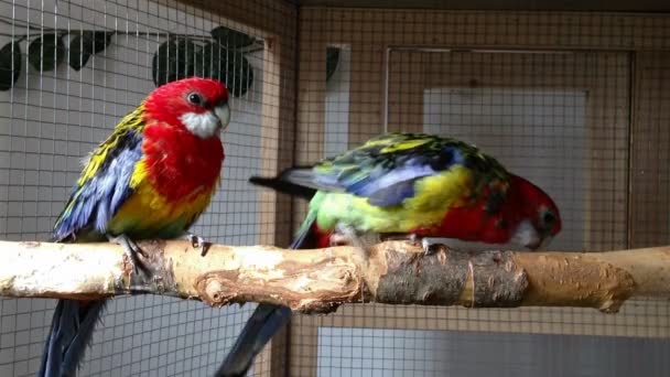 Rosella perroquets — Video