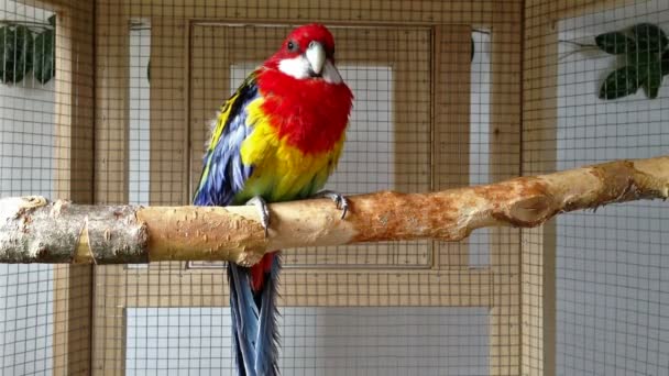 Rosella papagáj — Stock videók