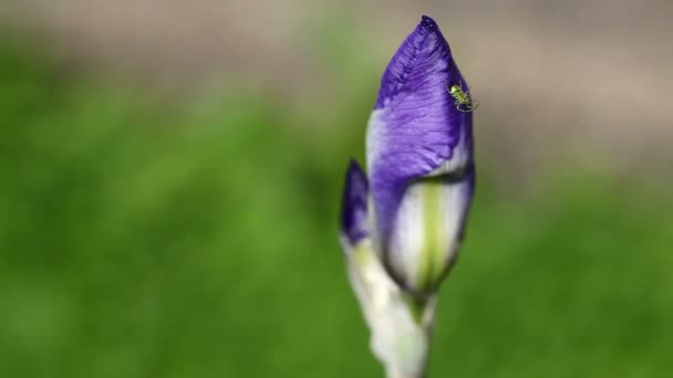 Bourgeon iris violet et une araignée verte — Video