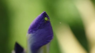 Mor iris bud ve yeşil bir örümcek