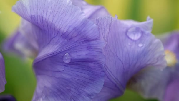 紫色のひげそりアイリス — ストック動画