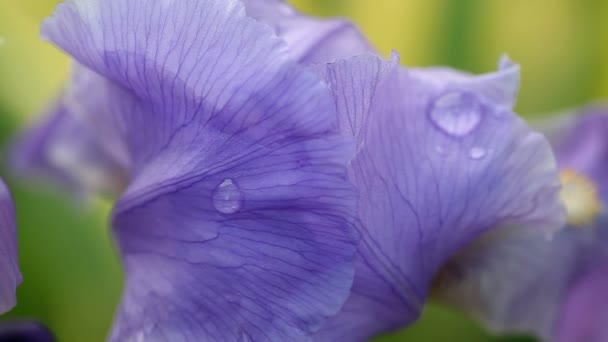 Iris barbu violet