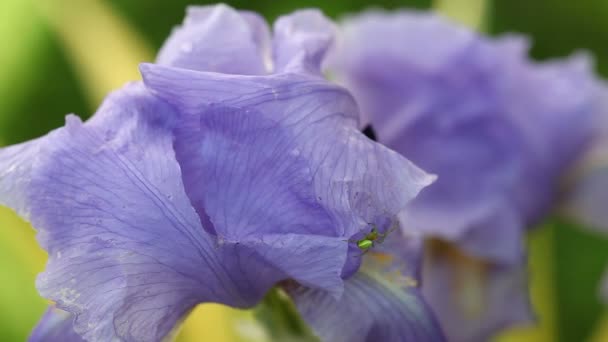 Iris barbu violet et une araignée — Video