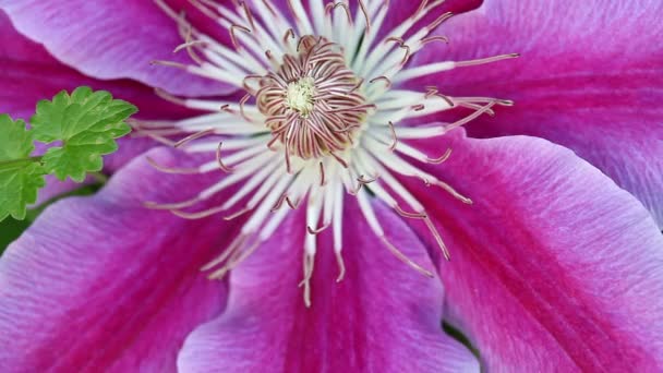 Flor de Clematis y una araña — Vídeos de Stock