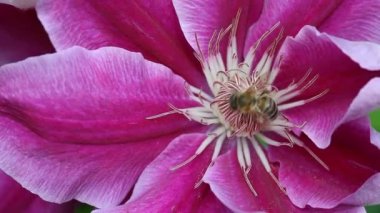 Arı çiçeği döllüyor.