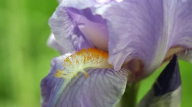 Mor Sakallı Iris