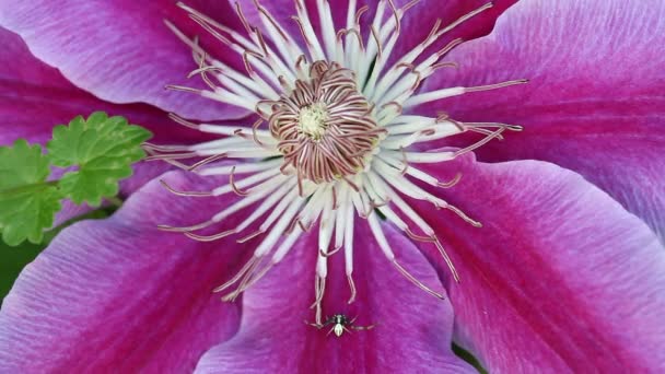 Clematis flower and a spider — Stock Video