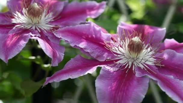 Bij bestuiven een bloem — Stockvideo