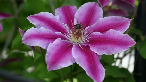 Abeille pollinisant une fleur — Video