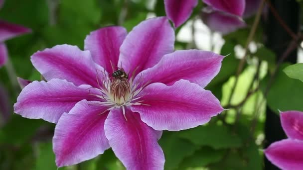 Abeille pollinisant une fleur — Video