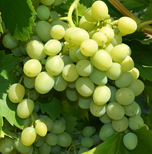 Big bunch of grapes in the garden — Stock Photo, Image