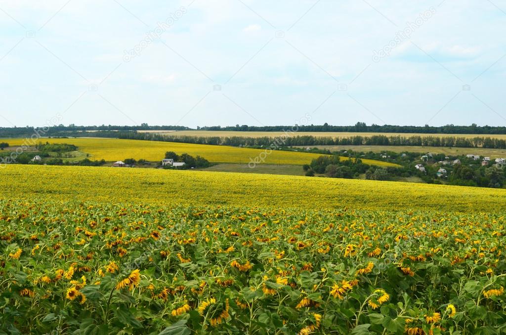 Landscape - the village and the fields of sunflowers