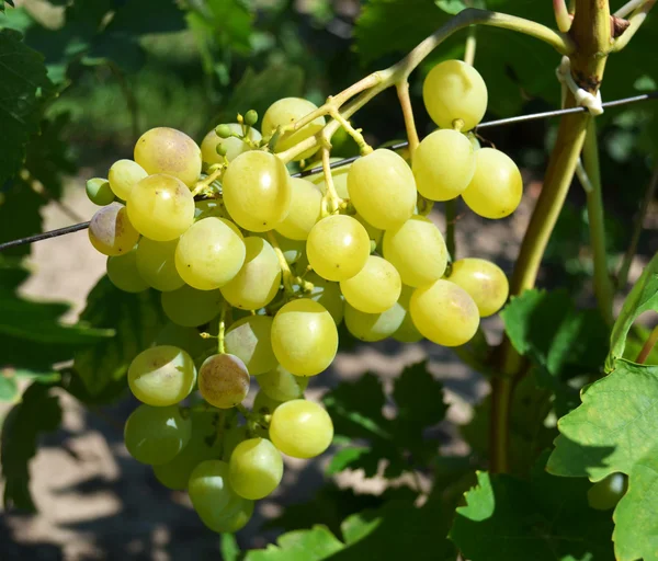 Light grapes growing in the garden — Stock Photo, Image