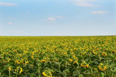 ayçiçekleri alanı