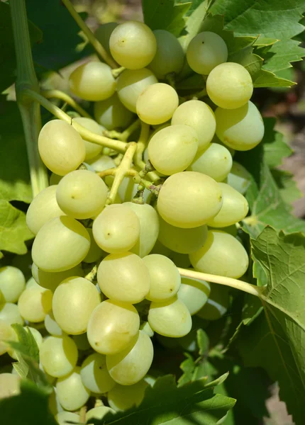 Light green grapes growing in the garden — Stock Photo, Image