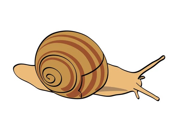 Escargot vecteur - isolé — Image vectorielle