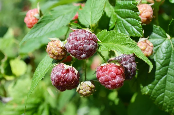 Plody malin v zahradě — Stock fotografie