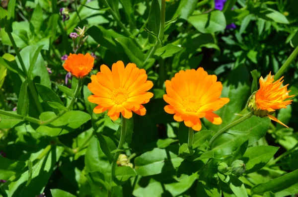 Fleurs orange dans le jardin - Calendula — Photo