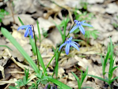 Scilla - bahar mavi çiçek