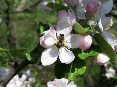 Arı çiçeği döllüyor.
