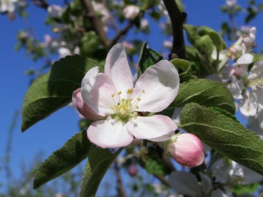 big white flowers on a tree in a spring garden