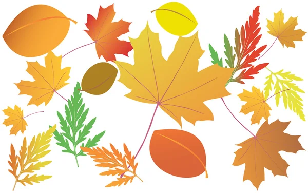 Bright autumn leaves - vector — Stock Vector