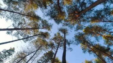 Ormandaki çam ağaçlarının tepesine bak..