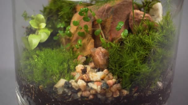 Glasflorarium vas med olika typer av växter inuti. — Stockvideo