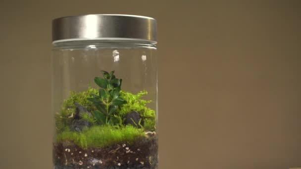 Γυάλινο βάζο ανθοπωλείο με διαφορετικό τύπο πράσινων φυτών στο εσωτερικό. — Αρχείο Βίντεο