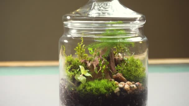 Glasflorarium vas med olika typer av växter inuti. — Stockvideo