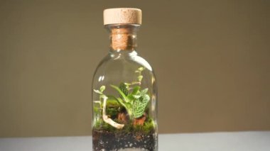 İçinde farklı bitkiler bulunan bir şişe floraryum vazo..