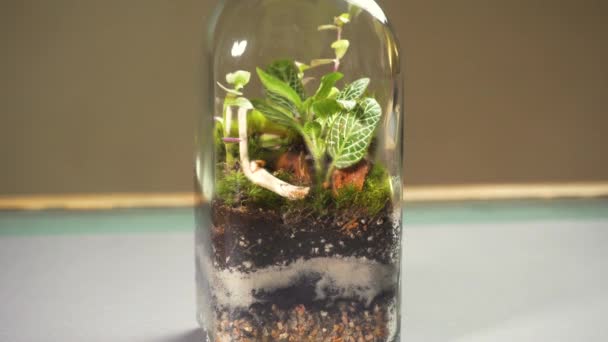 Glasflorarium vas med olika typer av växter inuti. — Stockvideo