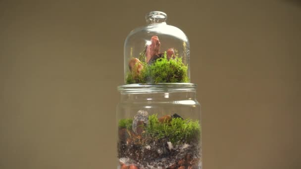 Wazon szklany florarium z różnego rodzaju roślinami wewnątrz. — Wideo stockowe
