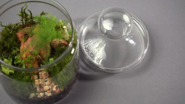 Vase fleurarium en verre vue de dessus avec différents types de plantes à l'intérieur. — Video