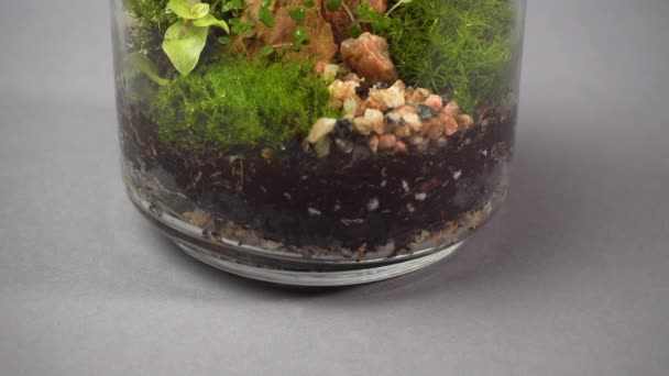 Vue rapprochée sur vase de florarium en verre avec différents types de plantes à l'intérieur. — Video