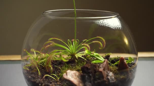 Γυάλινο βάζο ανθοπωλείο με διαφορετικό τύπο φυτών στο εσωτερικό. — Αρχείο Βίντεο