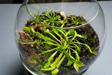 Farklı bitkilerle dolu bir Floraryum. Ev dekorasyonu